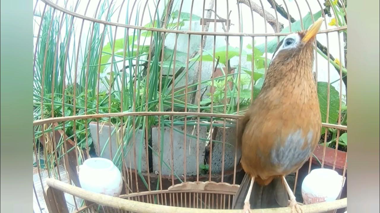Wambi Betina Ngleper Hyper Bikin Jantan Lemes Jadi Kenceng - Hoa Mi Mai Ti Wambi Betina Ngleper Hyper Bikin Jantan Lemes Jadi Kenceng - Hoa Mi Mai Ti