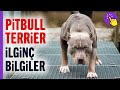 Pitbull Terrier hakkında ilginç bilgiler | Hayvanlar Alemi | İlginç bilgiler | Aklında olsun