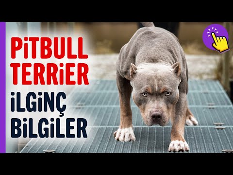 Video: Amerikan Pit Bull Terrier Köpek Cinsi Hipoalerjenik, Sağlık Ve Ömrü