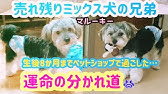 マルチーズ ヨークシャテリアのミックス犬 マルーキー ってどんな犬 毛色 性格 しつけ お手入れ方法 魅力をご紹介します 犬種 Mix犬 Youtube マルチーズ ヨークシャテリアのミックス犬 マルーキー ってどんな犬 毛色 性格 しつけ お手入れ方法 魅力をご紹介します 犬種 Mix犬 Youtube