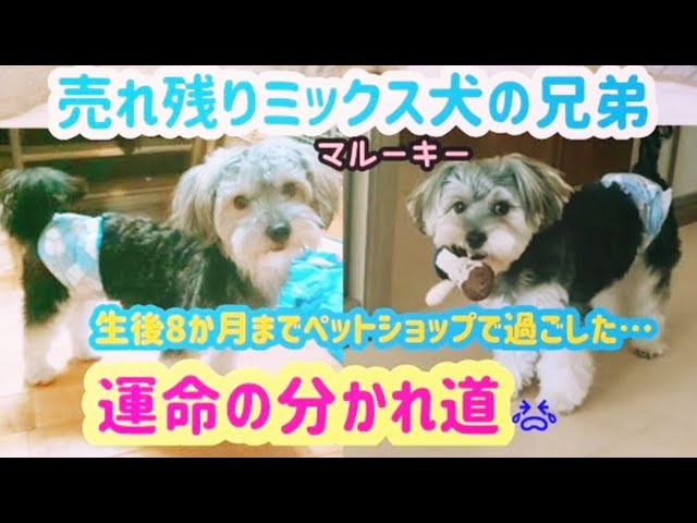 ミックス犬 マルーキー 兄弟の運命の分かれ道 ペットショップ売れ残りの子達の現実 売れ残り犬 Youtube