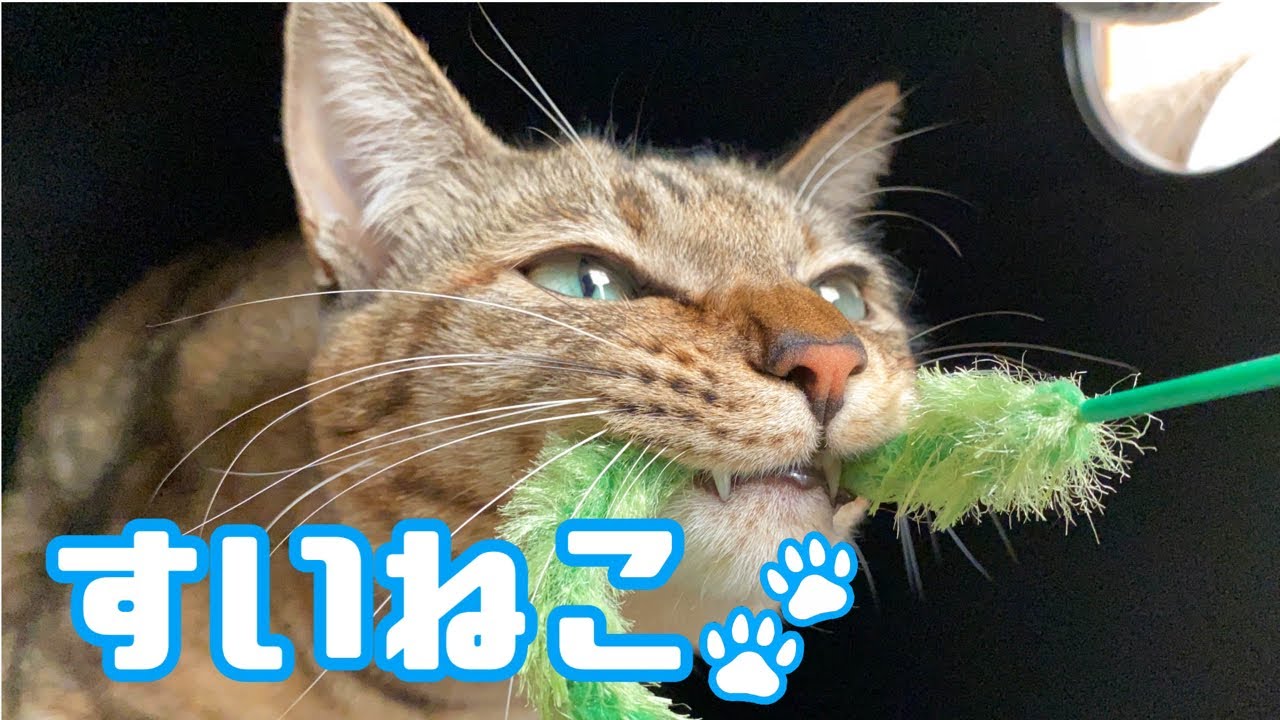 重大発表 保護した子猫が実は珍しい毛色の猫さんでした 保護猫 Youtube 重大発表 保護した子猫が実は珍しい毛色の猫さんでした 保護猫 Youtube