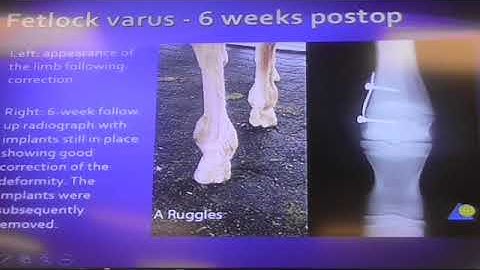 Equine Musculoskeletal  Angular limb, Flexural limb deformities 2