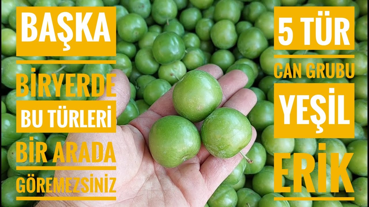 ERİK HASADI. Yeşil erik türleri arasındaki farklar neler? | #tarımvlog 46