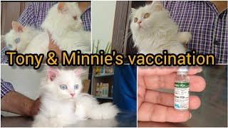 Cat Vaccination and price | kitten's first vaccination | biofel vaccination