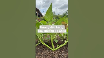 Hướng dẫn trồng: Hạt giống Rau muống Ba Chạc Rạng Đông #hatgiongrangdong #farming #rangdongseeds