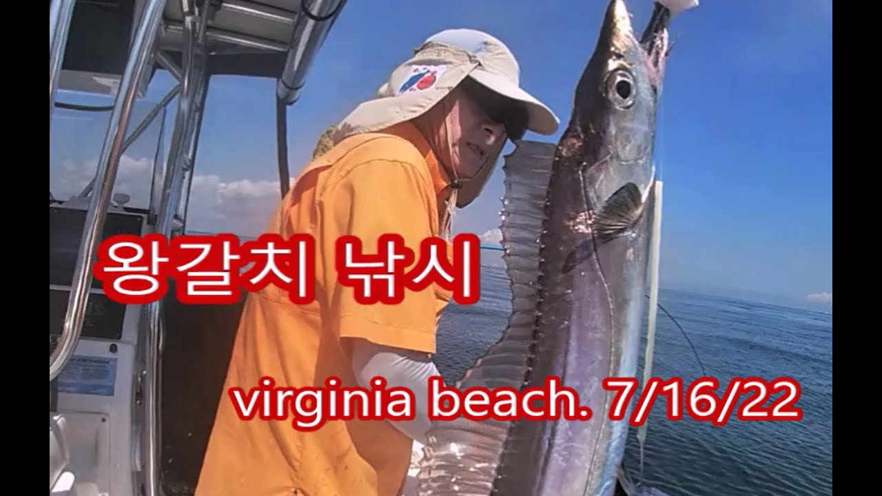 ribbonfish in virginia. 버지니아 왕갈치 YouTube