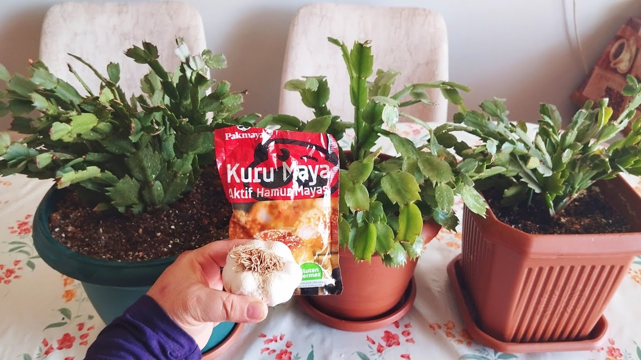 Yılbaşı Çiçeklerime Her bahar Yapıyorum✅ Her Saksıya 2 Kepçe Verdim çiçek coşturan förmül