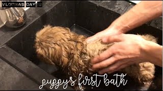 Puppys First Bath | Vlogmas Day 12