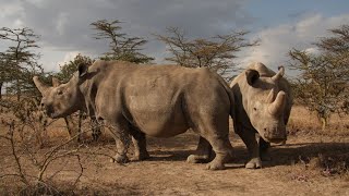 Embryos carry hope for northern white rhino