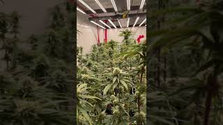 Gavita 1700e LED. Week 5 Floraflex Nutrients.