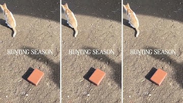 Video 1