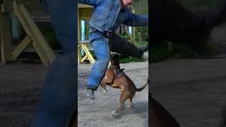 💥Detention of the violator.  Attack of a German boxer. #GUARDODESSA  Dog training. Odessa.