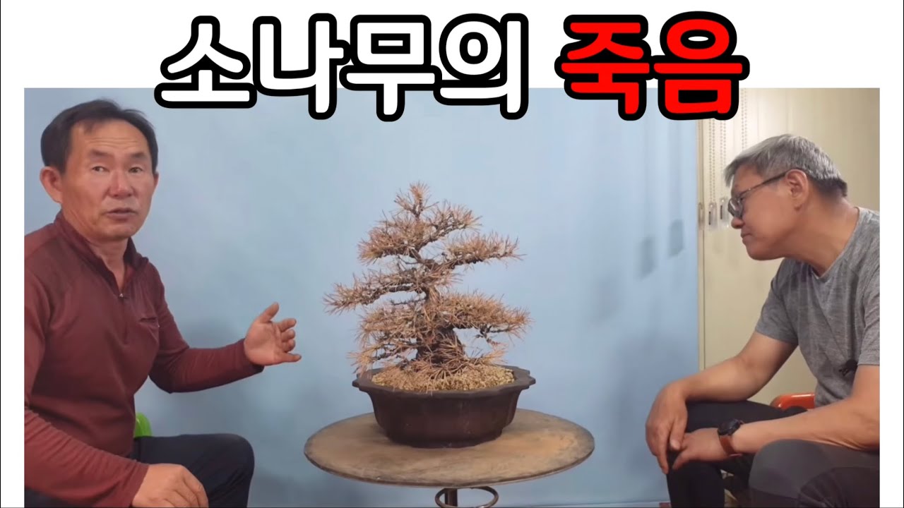 분재관리 296강 소나무의 죽음