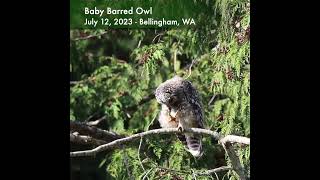 Barred owlet cries for snacks!