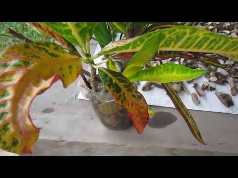 Video: Croton Ntau Yam - Kawm Txog Ntau Hom Croton Cog