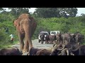 Wild elephants waiting for food from the Travelers.