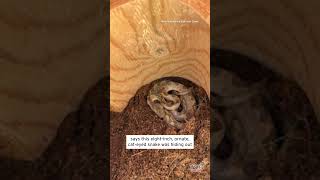 Venomous Snake Sneaks Into Store in Box of Bananas #shorts