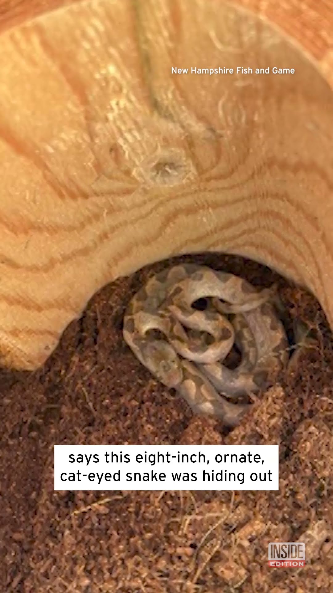 Venomous Snake Sneaks Into Store in Box of Bananas #shorts