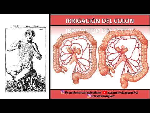 IRRIGACIÓN DEL COLON - Arco de Riolano, anastomosis máxima de Haller, arco yuxtacólico de Drummond