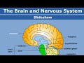 Biology# Science # Nervous System #CAPF#CDS/CAPF/AFCAT