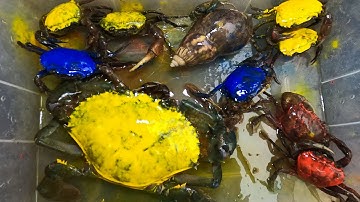 Thảo Cady bắt các con vật nhuộm màu đưới suối, con cua đá, cua suối, cua biển, cua càng -Part238