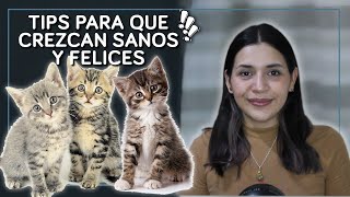 Cuidados en gatitos PEQUEÑOS | Selena Mendivil by Selena Mendivil 165 views 1 year ago 7 minutes, 47 seconds