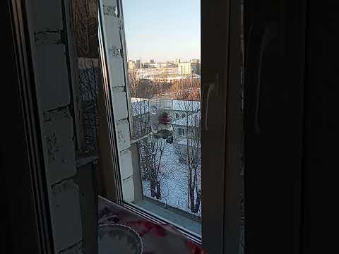 Божья птичка Снегирь прилетела поздравить меня с Рождеством Христовым!