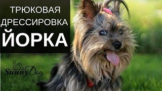 Дрессировка йоркширского терьера. Цирковая или трюковая дрессировка Дрессировка йоркширского терьера. Цирковая или трюковая дрессировка