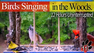 ASMR Birds Singing in the Forest Uninterrupted 12 Hrs. No Ads During the Video! @tvforcats