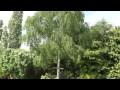 Slow TV - Living Arts - Silver Birch Tree blowing in the wind UHD 4K