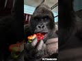 Ultimate Animal Transformation 🐎🐍🐒 | Horse, Snake &amp; Monkey Evolution #Shorts