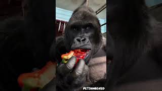 Ultimate Animal Transformation 🐎🐍🐒 | Horse, Snake &amp; Monkey Evolution #Shorts