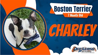 7 Month Old Boston Terrier | Best Boston Terrier Training | Off Leash K9 | Board & Train | Oklahoma