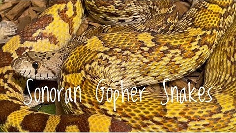 Species Spotlight- Sonoran Gopher Snakes