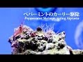 【charm】ペパーミントのカーリー駆除 - Peppermint shrimps eating Aiptasia