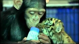 Chimpanzee Feeding A Baby Tiger!