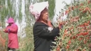 Рабочие заняты сбором урожая ягод годжи в китайской провинции Цинхай Рабочие заняты сбором урожая ягод годжи в китайской провинции Цинхай