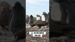No one invited this guy… #naturepbs #wildlife #animals #raptors