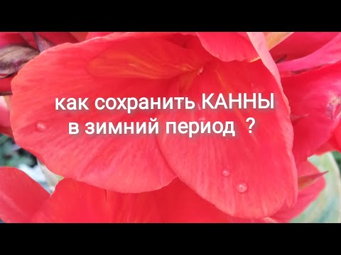 Как хранить канны зимой в домашних условиях в квартире