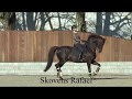 Danish Warmblood - Stallion of the year 2019 "Skovens Rafael