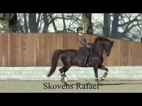 Danish Warmblood - Stallion of the year 2019 "Skovens Rafael