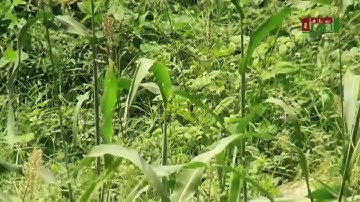 ما تيسر من سورة طه ( وَمَنْ أَعْرَضَ عَن ذِكْرِي فَإِنَّ لَهُ مَعِيشَةً ضَنكًا وَنَحْشُرُهُ يَوْم )