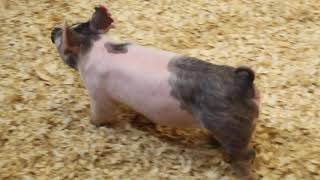 26-9 Cross Gilt