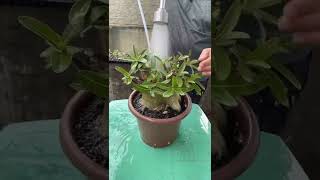 Tips on how to water your desert rose Tips on how to water your desert rose