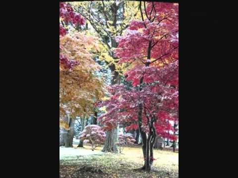 雪の香雪園_0001.wmv