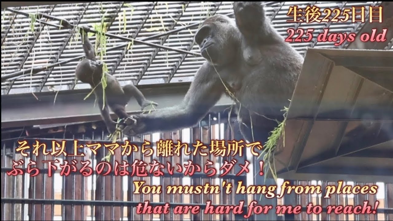 Gorilla⭐️ Genki went to the rescue, worried about her baby
