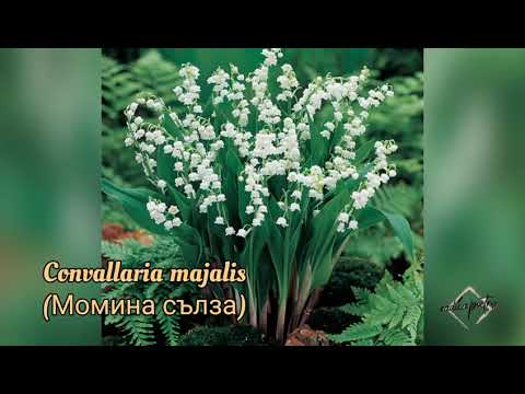 Video: Familie Amaryllidaceae