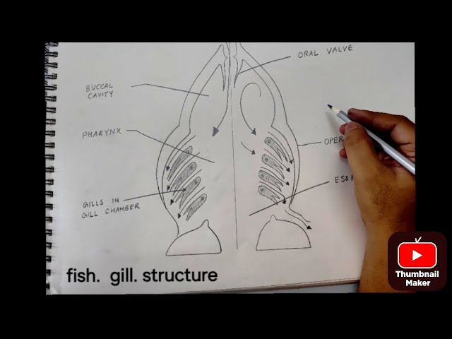 Fish Gills Drawing Easy With Pencil