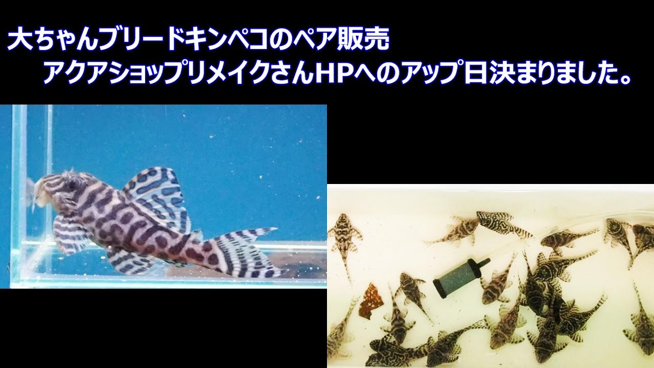 ブリードキンペコ 熱帯魚(淡水魚),プレコ（キンペコ）,358ブリード 
